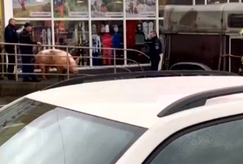 Zákazníci nákupného centra boli v šoku. Cestu im skrížilo 300-kilové prasa