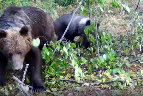 Medvede strácajú plachosť
