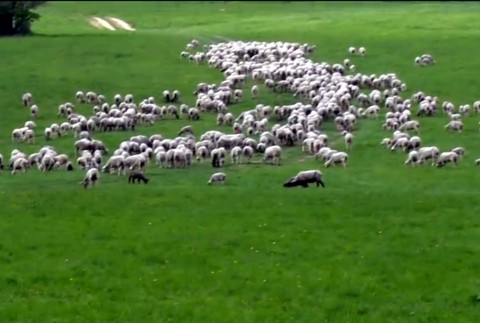 V lesoch vyčíňa šelma. Odnieslo si to stádo oviec