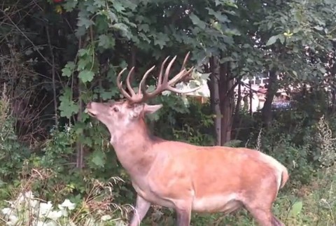 Zákaz prikrmovania zvierat