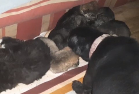 Na ulicu vyhodili šteňatá. V útulku sa o ne stará nevidiaca a nepočujúca sučka 