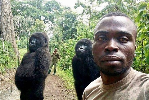 Ndakasi sa prelávila selfie, ktorá obletela svet. FB Virunga National Park