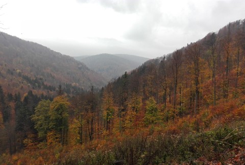 zvieratá, fotopasca