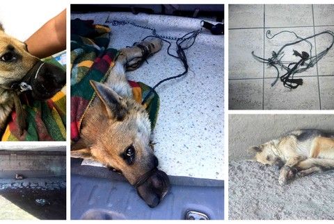 Pri Košiciach niekto vyhodil pod most zviazanú fenku.jpg