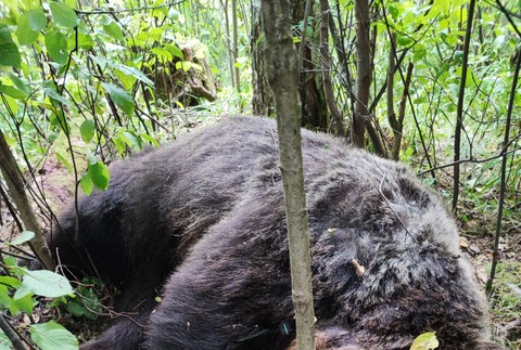 Zastrelený medveď Sučany