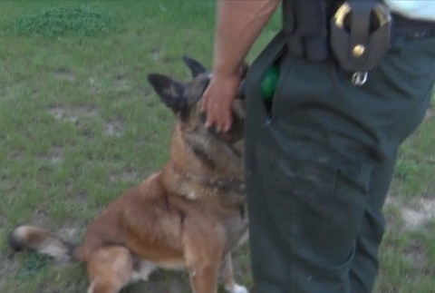 Psovodi musia tvrdo pracovať so štvornohými kolegami 