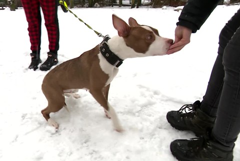 [multi] Týraný psík našiel nový domov 4803