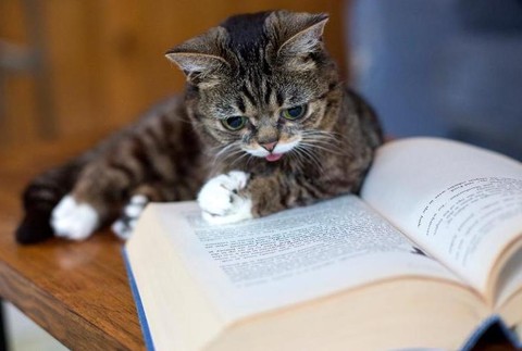 Mačka Lil Bub internetová senzácia