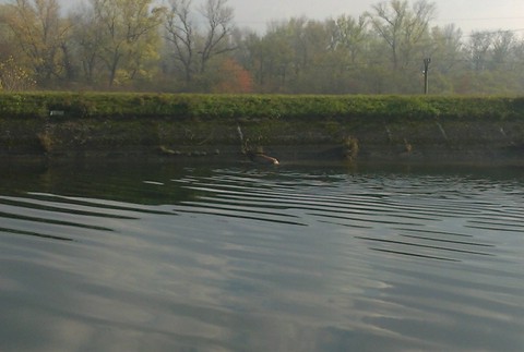Hasiči zachránili jeleňa uviaznutého v derivačnom kanáli Váhu (2)