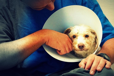 Týraný psík pes fenka Janie muž útulok