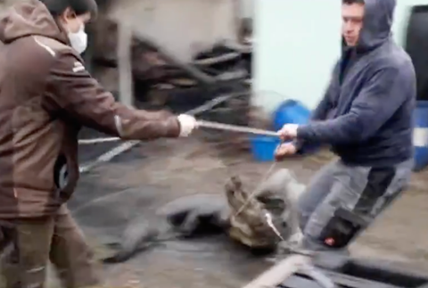 Českí hasiči zachraňovali krokodíla