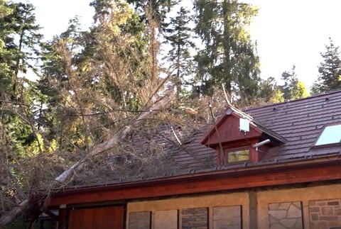 Na budovu plnú zamestnancov sa zrútil strom. Majiteľ obviňuje mesto