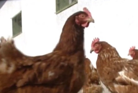 Vtáčej chrípky sa neboja 