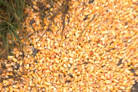 KN Kamionista nafúkal352