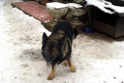 Nemecký ovčiak stratený Boďo, Štvrtok na Ostrove