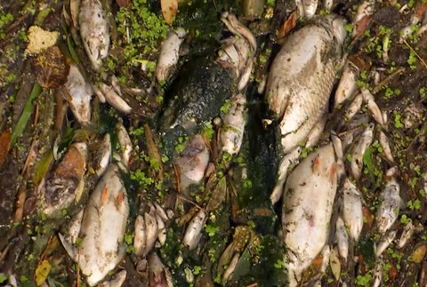 Masívny úhyn rýb v okolí Nových Zámkov. Dôvodov môže byť viac