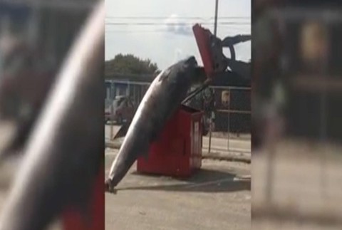 Nakladanie veľryby do kontajnera