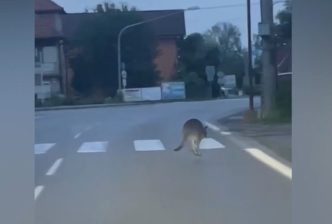 kengura v liptovskom Mikuláši