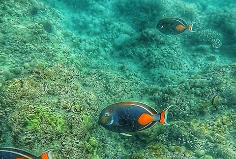 Nebezpečný chirurg Tŕňovec červenomorský