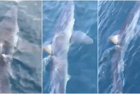 VIDEO: V Chorvátsku sa objavil nebezpečný žralok Mako