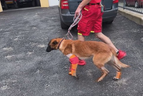 Záchranársky pes Quido potrebuje pomoc (3)