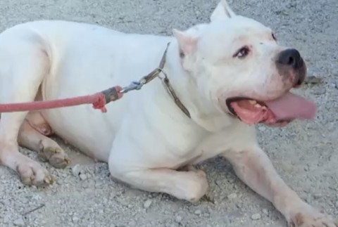 Vandal sa konečne vrátil domov. Súd o psovi rozhodoval takmer tri roky