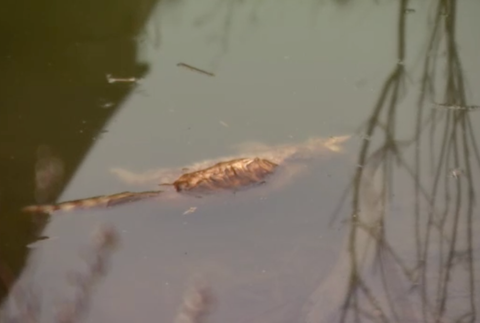 V Malinove našli utopené zvieratá