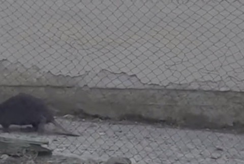 Bobor na dedinskom dvore.