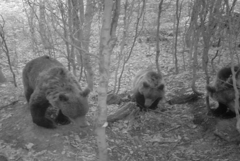 zvieratá, fotopasca