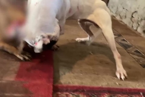 [multi] Psie zápasy 14040