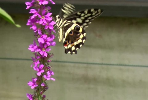 Tisíce motýľov na jednom mieste. Bojnická Zoo ponúka návštevníkom jedinečný zážitok
