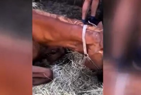 Aktivisti riešia prípad extrémne zúboženého koňa. 