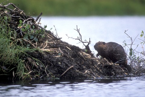 bobor rieka ilsutračné foto