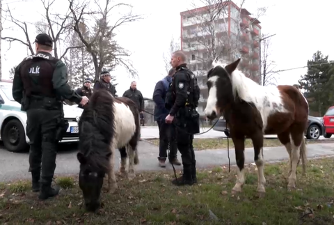 Koník a poník na sídlisku