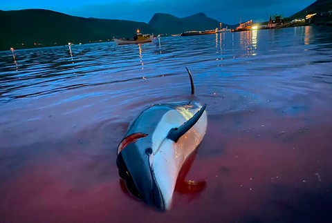 Faerské ostrovy, zavraždené delfíny