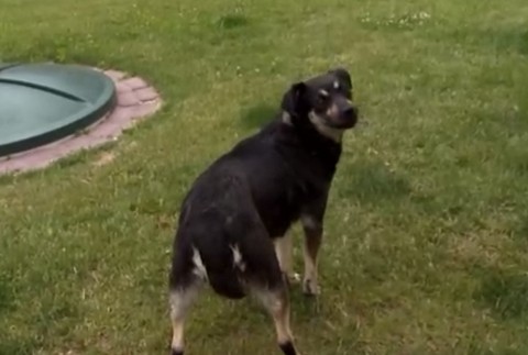 Niekto sa surovo zbavil sučky, ktorá čakala mladé. Mala ale šťastie na dobrých ľudí