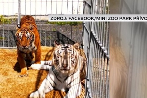Na opitého muža zaútočil tiger.