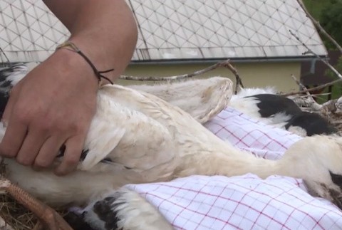 Krúžkovanie bocianov 