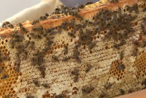 Včelie úly s výhľadom na mesto