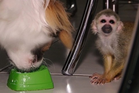 Pes a opica, matka a mlada2