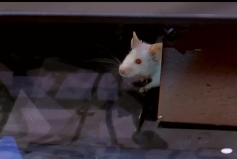 Symbol korupcie a podvodov. Potkany vystrašili zákonodarcov v senáte