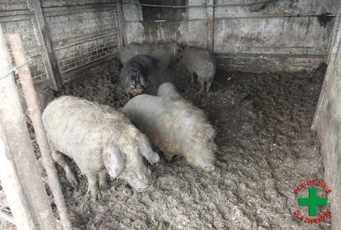 Chovná stanica v Poľsku