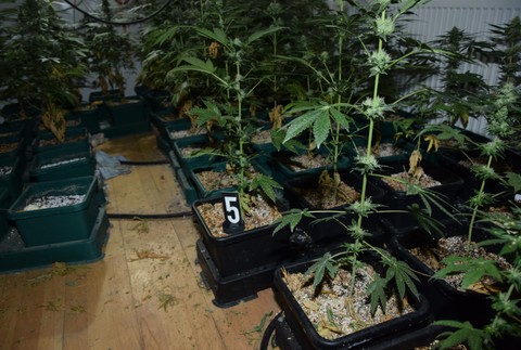 Orešany, prehliadka, drogy