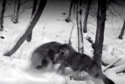 Svorka vlkov utekala o život. Mladíci ju naháňali na terénnom aute