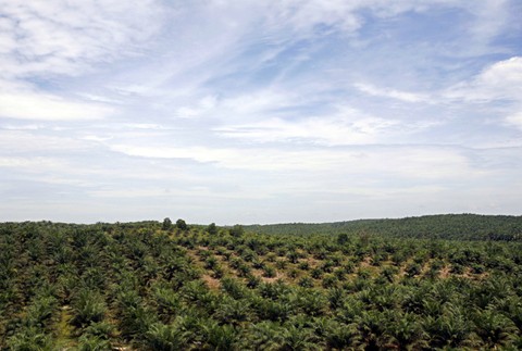 Plantáž palmový olej