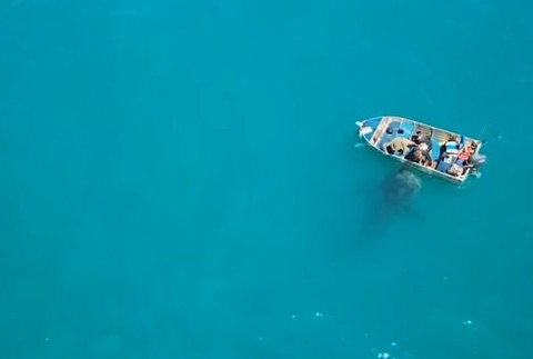 k posádke člnu priplával žralok obrovský