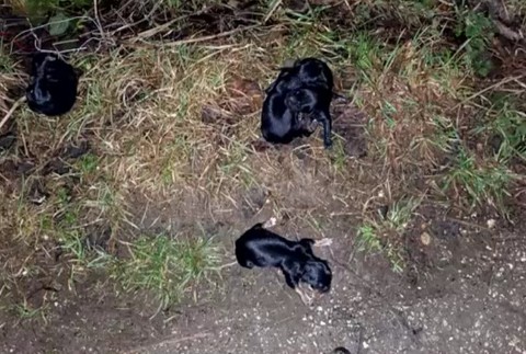 vyhodené šteniatka 2