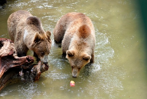 Ako zvládajú horúčavy zvieratá v ZOO? Dostavajú nanuky aj sprchu 
