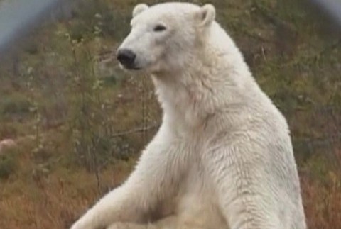 ladovy medved svedsko