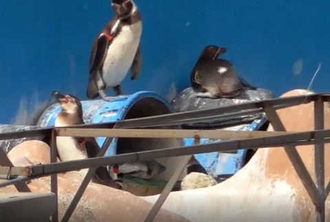 tučniaky v zanedbanom vodnom parku 